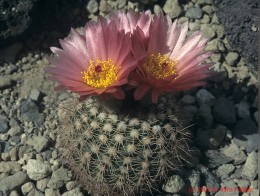 Notocactus  cv. rauschii x uebelmannianus